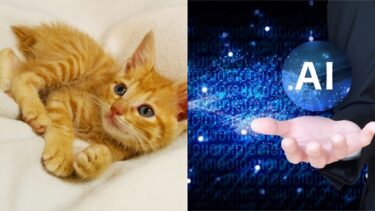 【AI画像認識】HTMLだけでプログラミングできる！猫画像の認識結果あり【ml5.js】