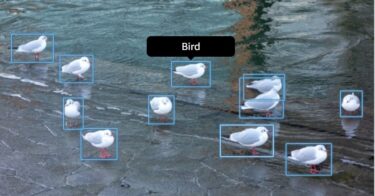 AWSのAI画像認識で、鳥をカウントするには【Python】
